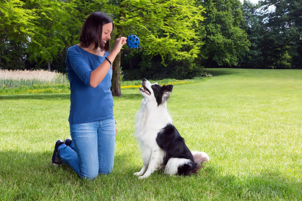 how to teach a dog to fetch