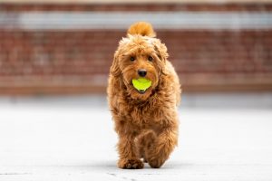 how to teach a dog to fetch