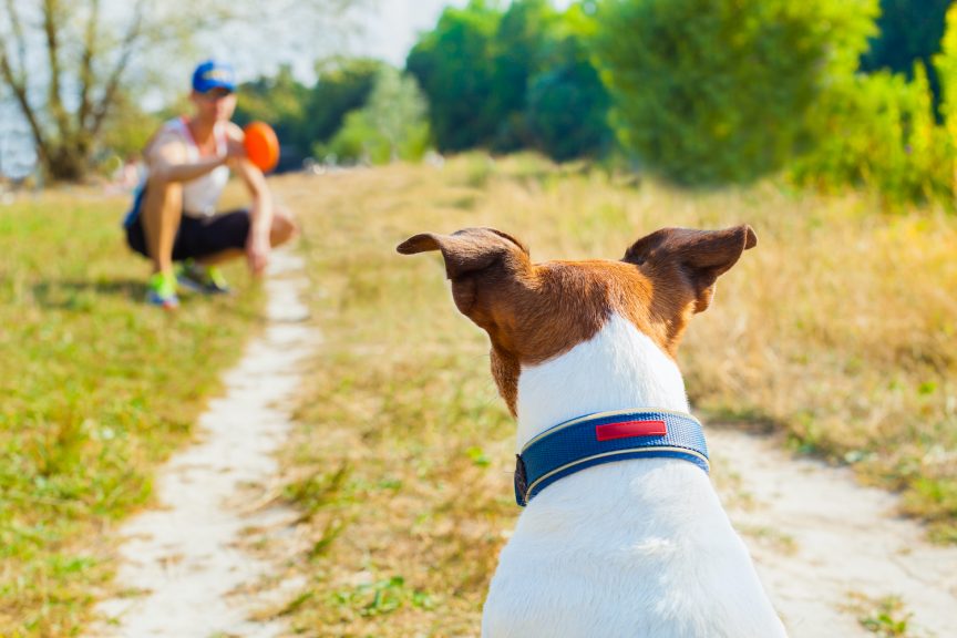 how to teach a dog to fetch