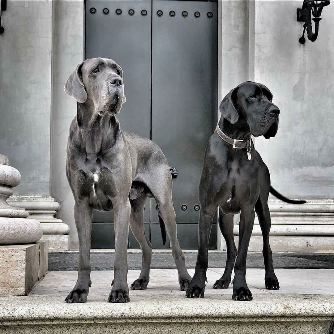 what were great danes bred for