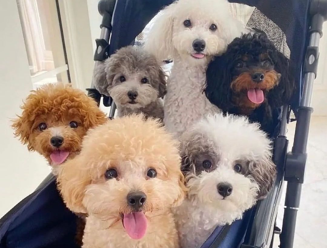 How Long Do Toy Poodles Live? Examining Growth Chart And Life Expectancy