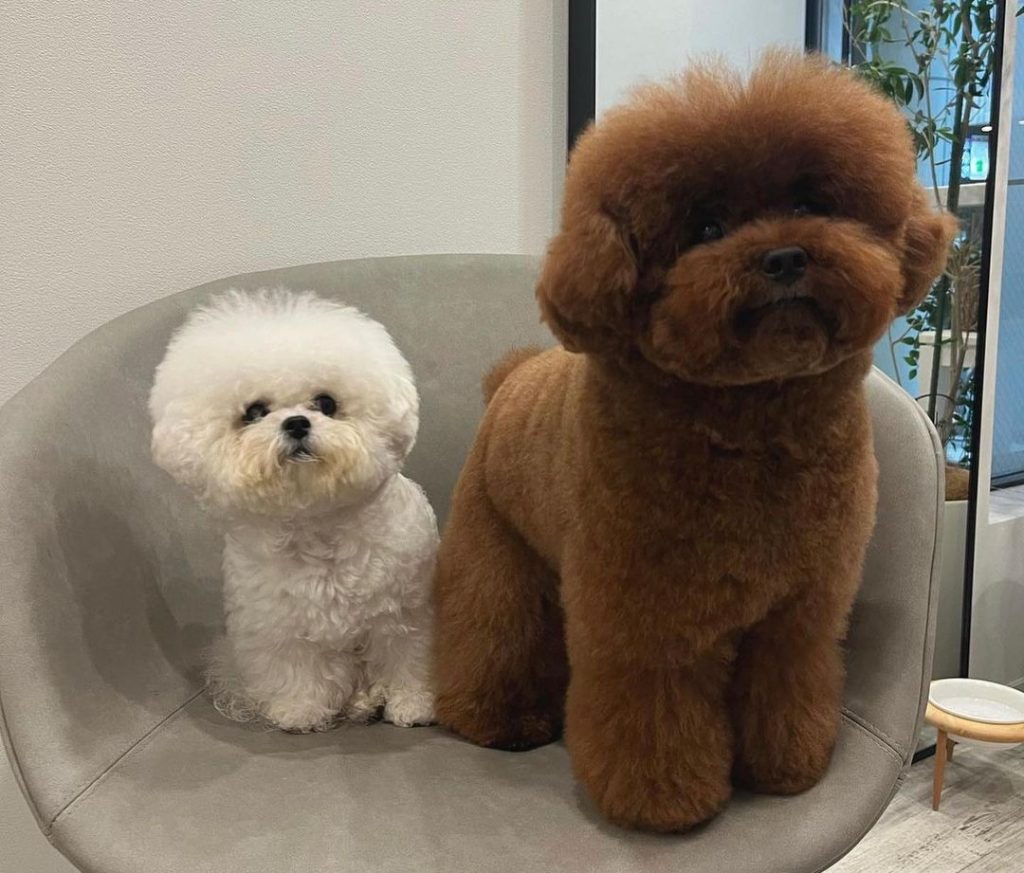 How Long Do Toy Poodles Live? Examining Growth Chart And Life Expectancy