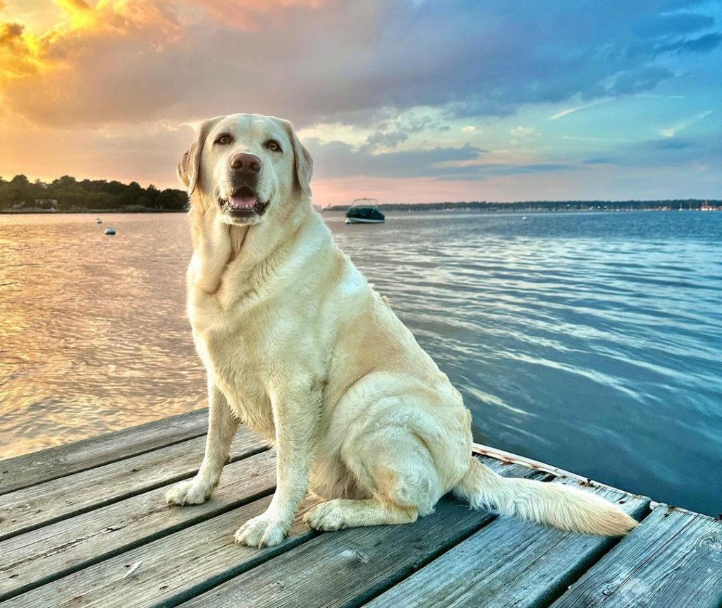 Why Labradors Are The Worst Dogs? Not All Labs Are Perfect