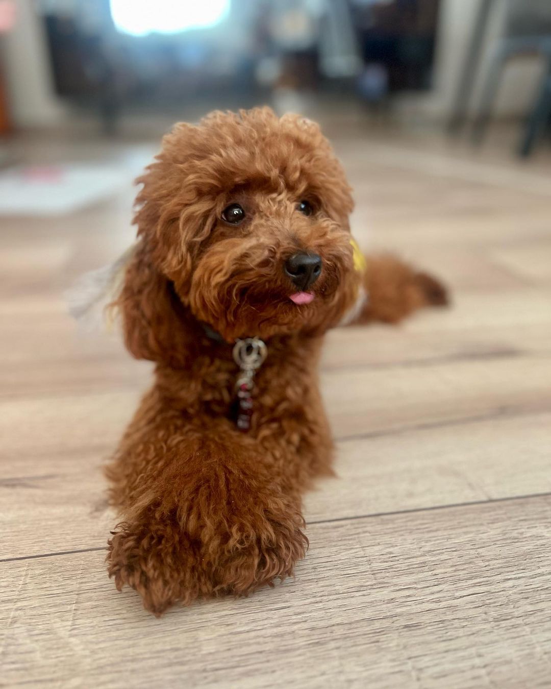 mini poodle1