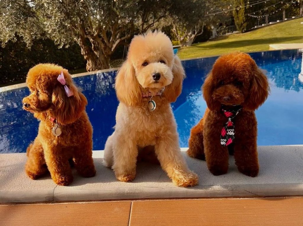 How Big Do Toy Poodles Get? Mini Dog With Big Heart