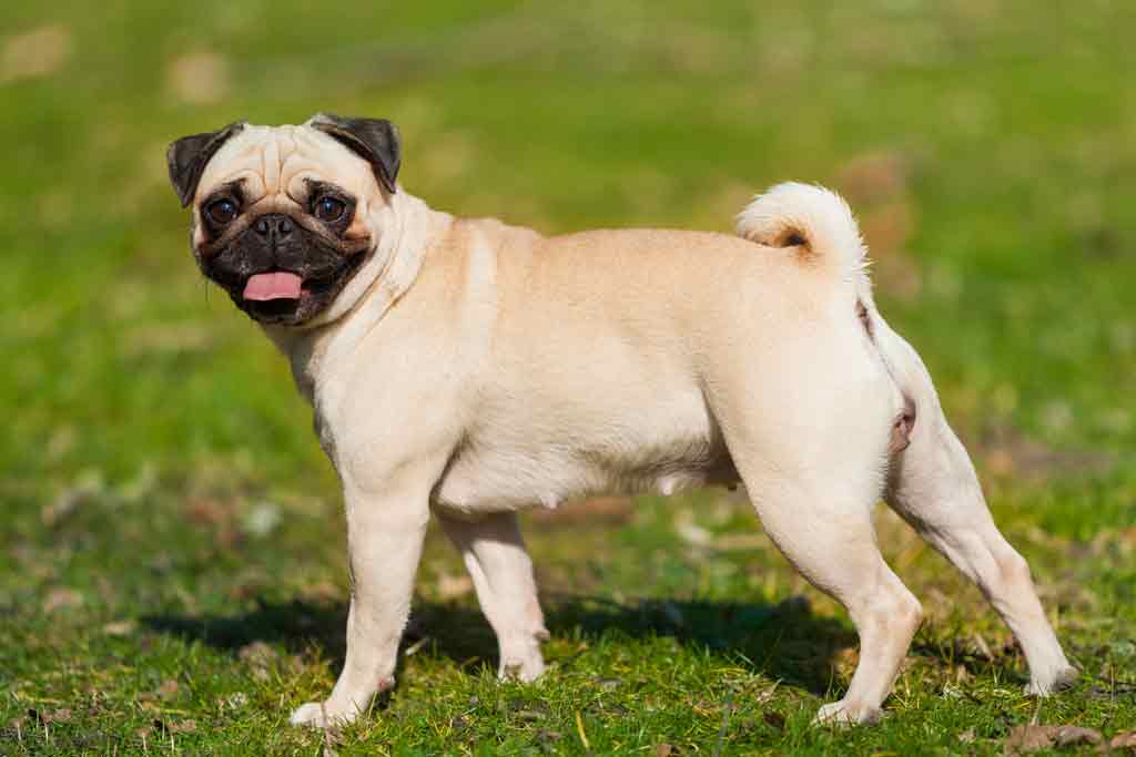 chihuahua mixed pug