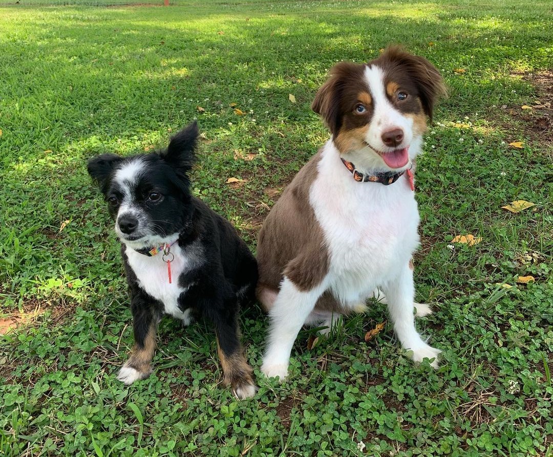 toy australian shephard