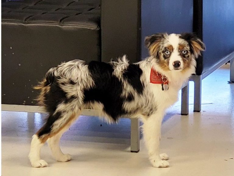 toy-australian-shepherd