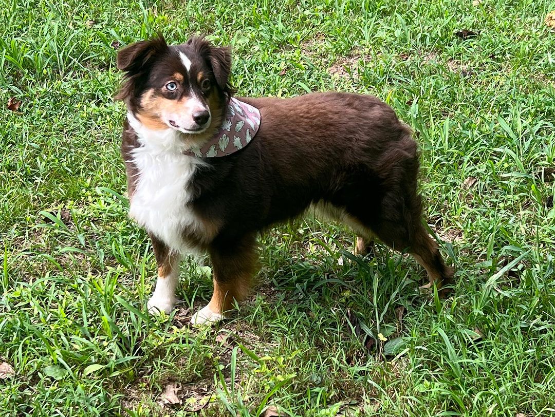 toy australian shephard3