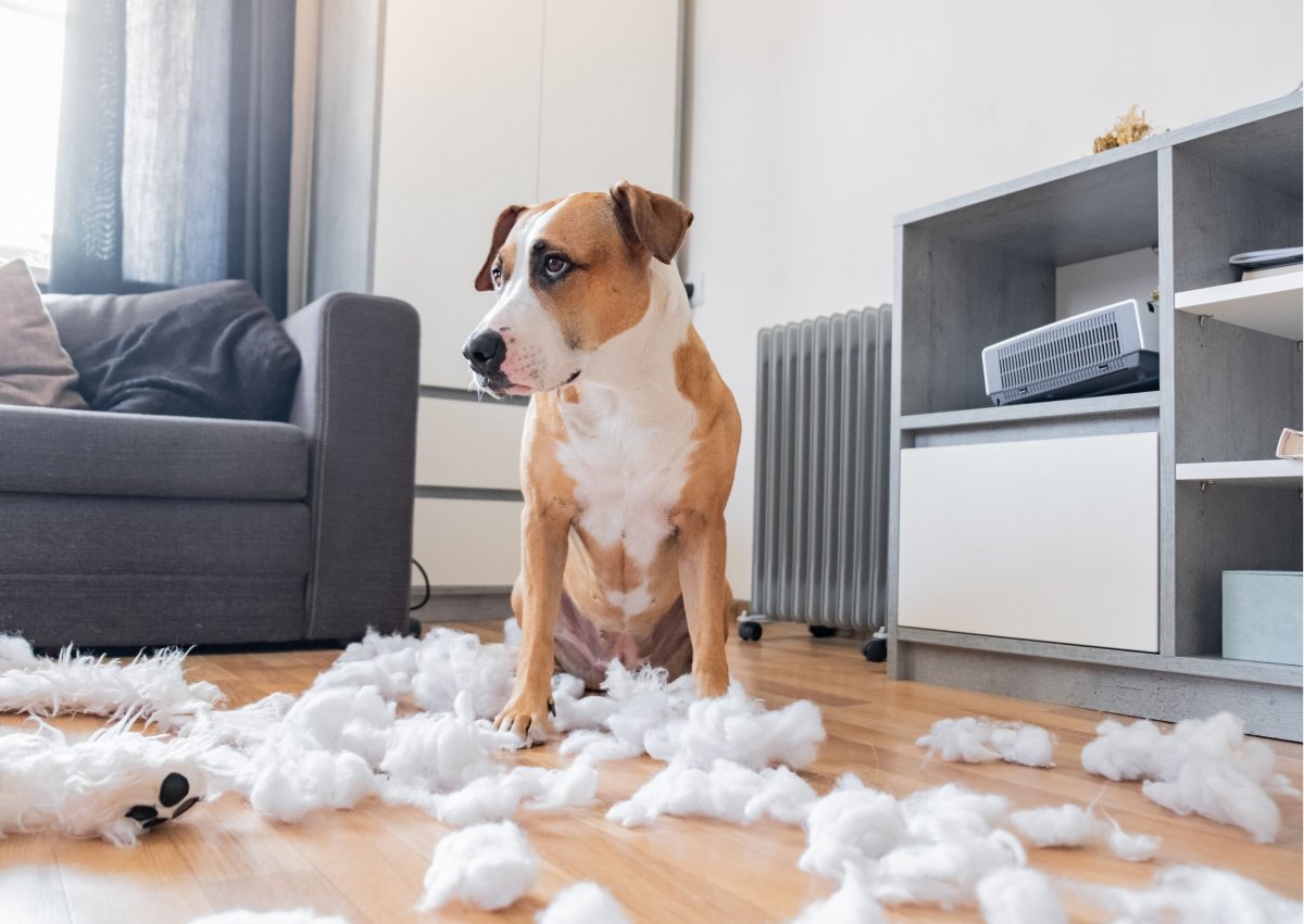 The Science Behind Shredding Why Dogs Love It And How To Manage It