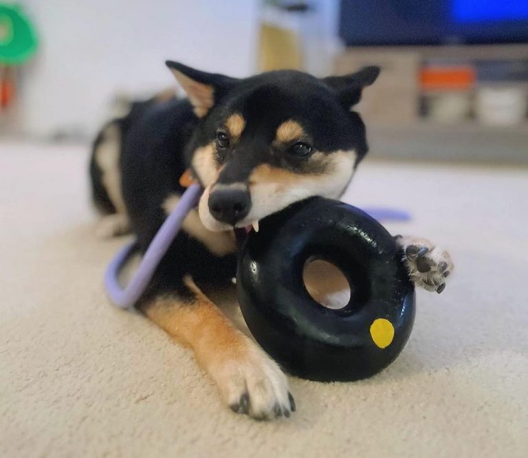 The Science Behind Shredding Why Dogs Love It And How To Manage It