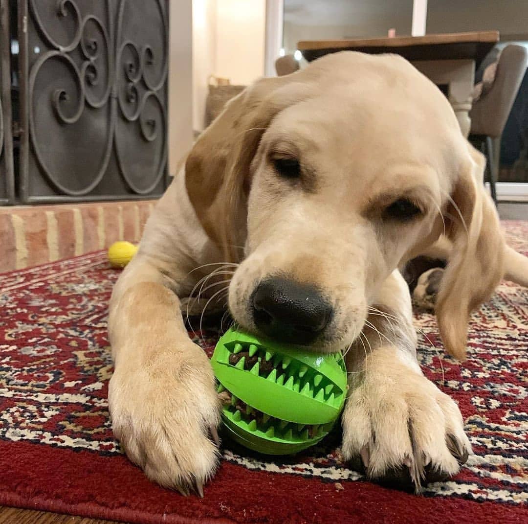 toys for dogs that like to shred3