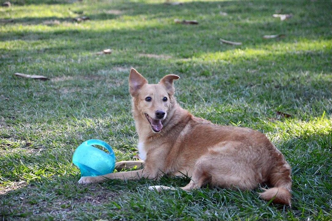 toys for dogs that like to shred4