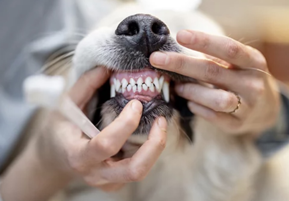 How to Care for Your Dog's Teeth and Gums with Nature's Protection Superior Care Treats 18 Screenshot 2023 10 16 at 11.40.15