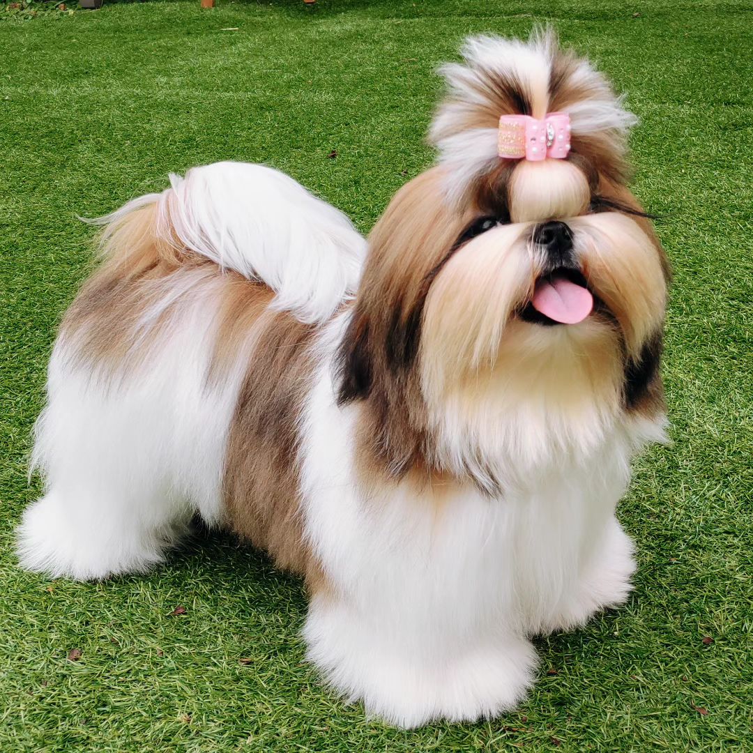 why-shih-tzu-are-the-worst-dogs