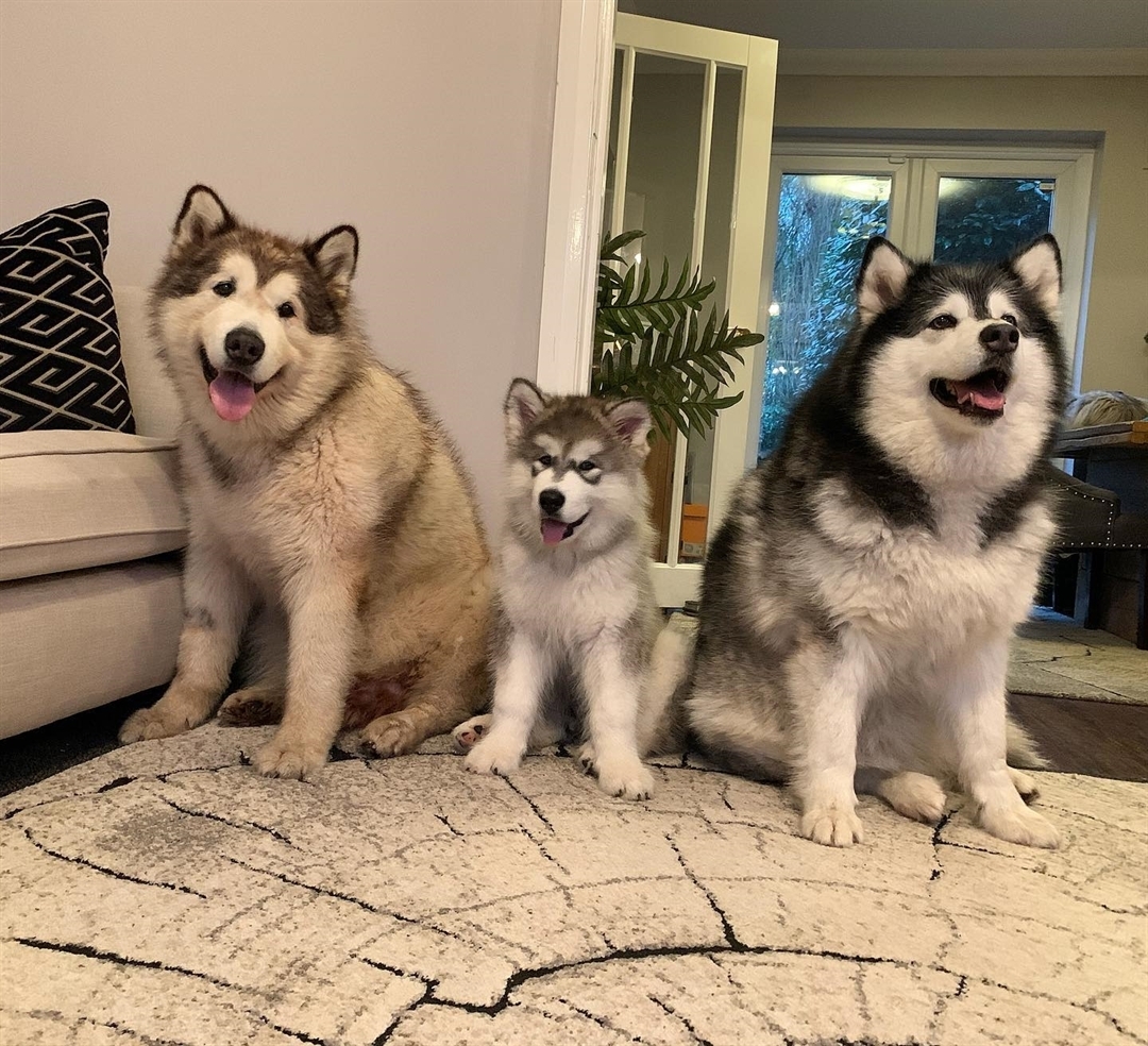 Are Alaskan Malamutes Aggressive