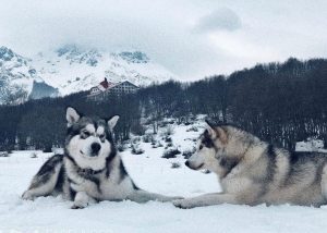 Are Alaskan Malamutes Aggressive