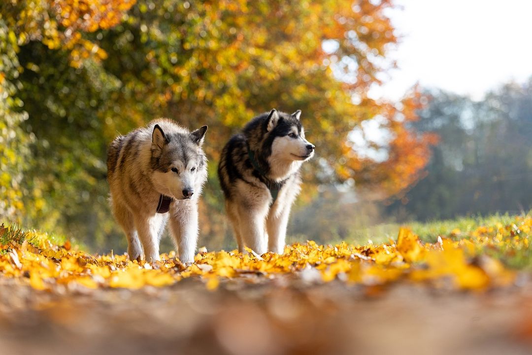 Are Alaskan Malamutes Aggressive