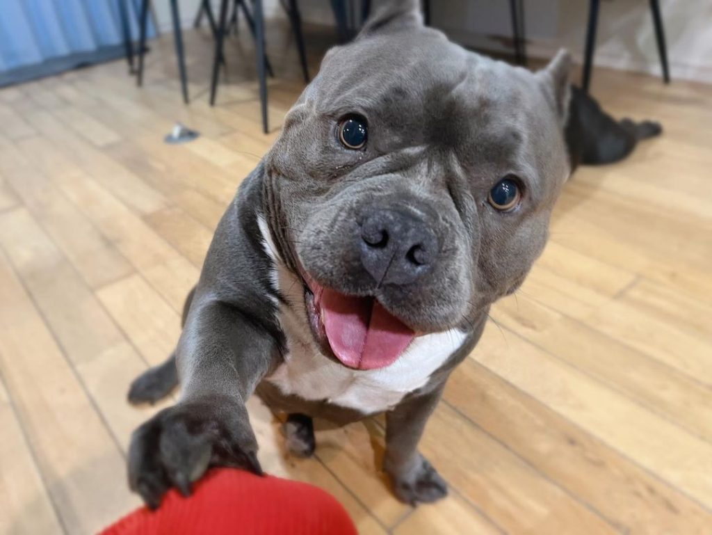Are American Bullies safe for kids