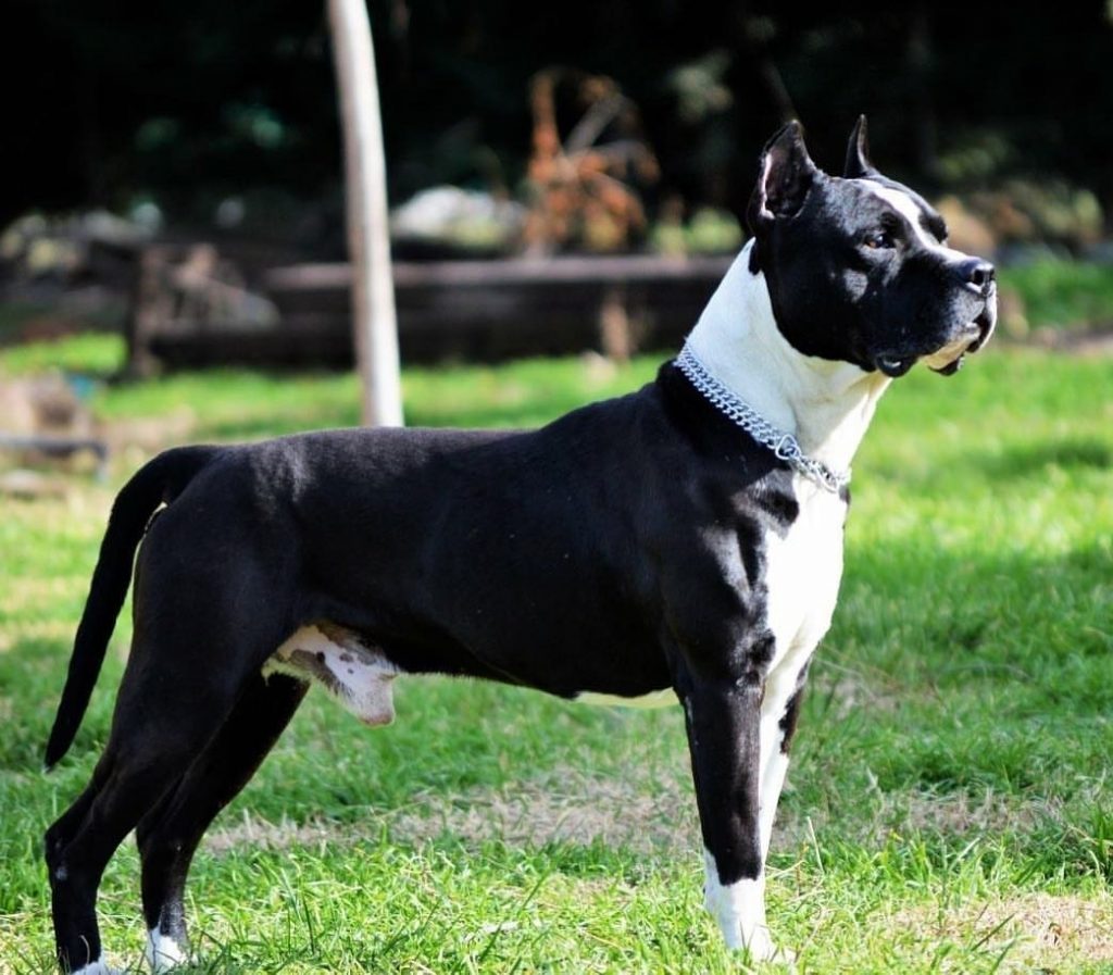 american staffordshire terrier