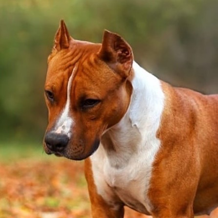 american staffordshire terrier1