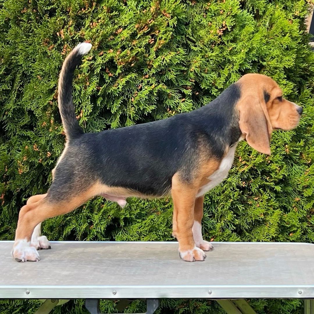 beagle growth1