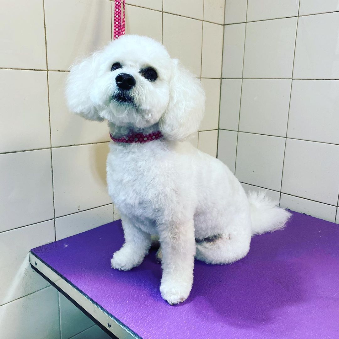 Do Bichon Frise Shed