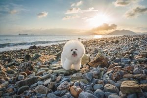 how much is a bichon frise