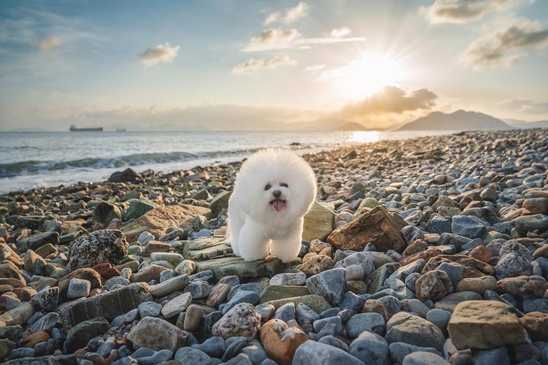 Beyond The Initial Cost: The Ongoing Expenses Of Bichon Frise Care