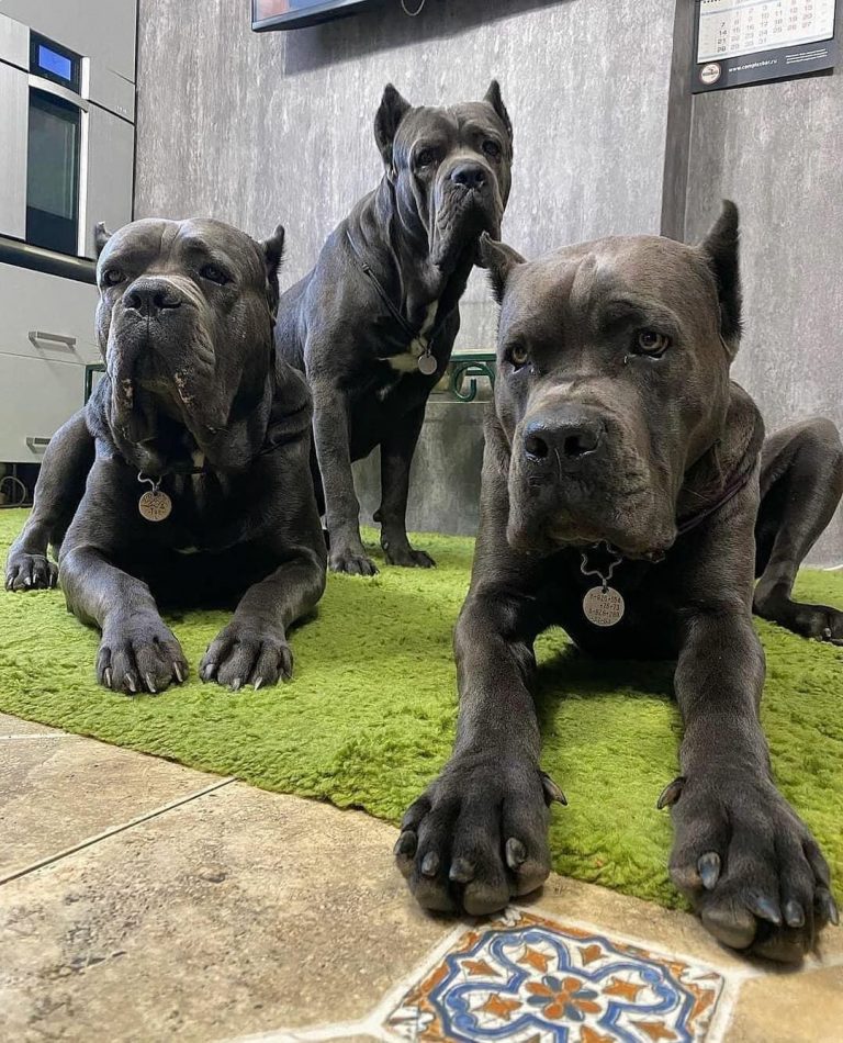 Do Cane Corsos Shed? The Truth Revealed
