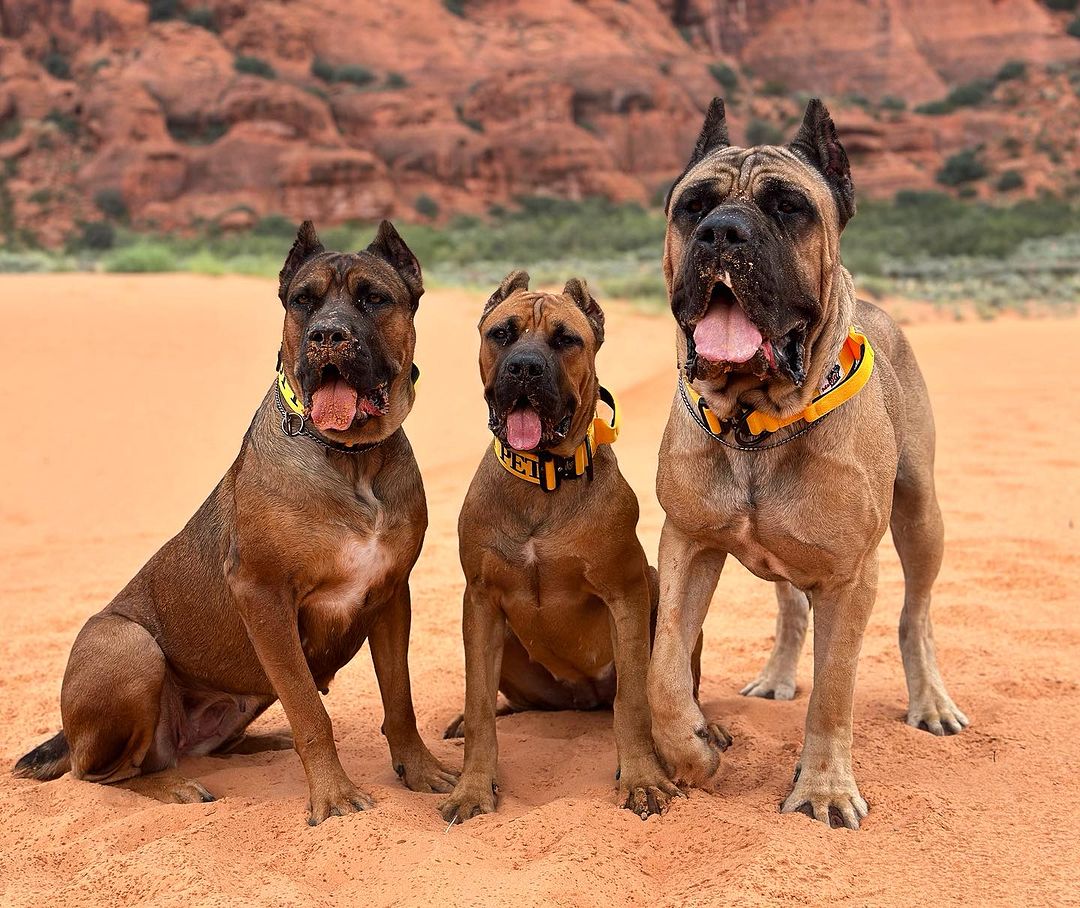 do-cane-corso-shed