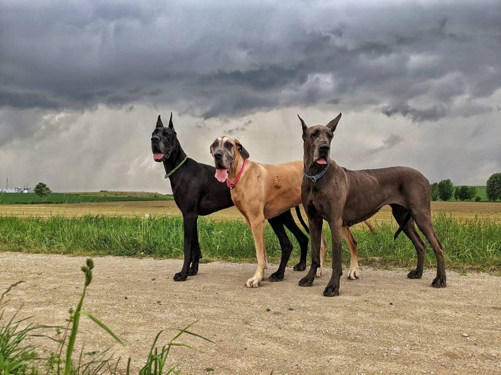 do-great-danes-shed