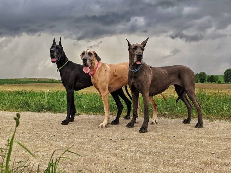 do-great-danes-shed