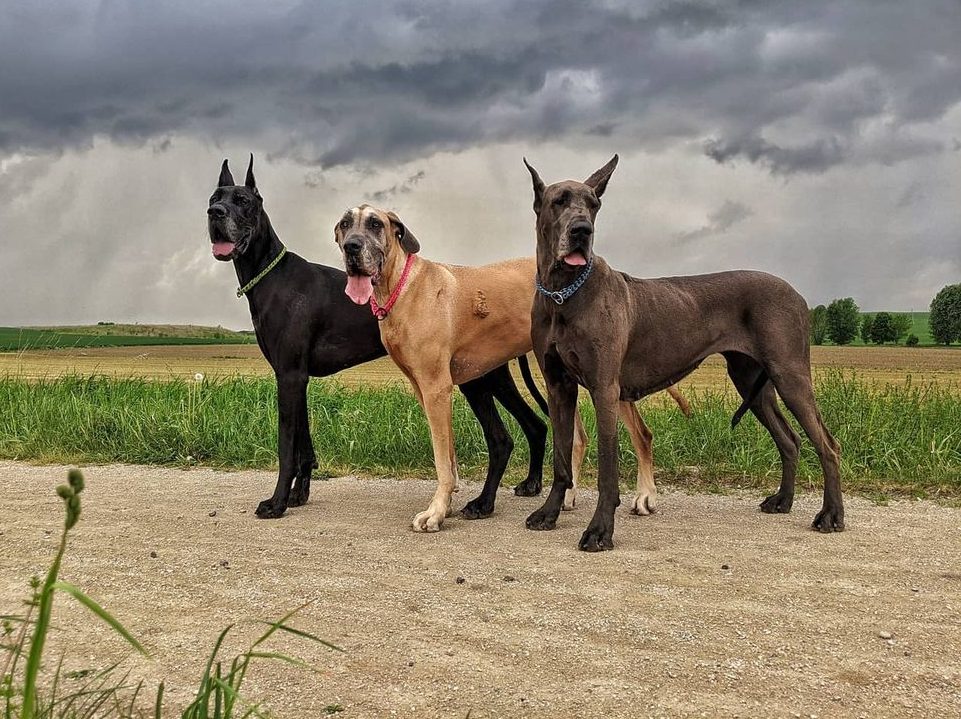 Great Dane Shedding And Health What Your Dog's Fur Says