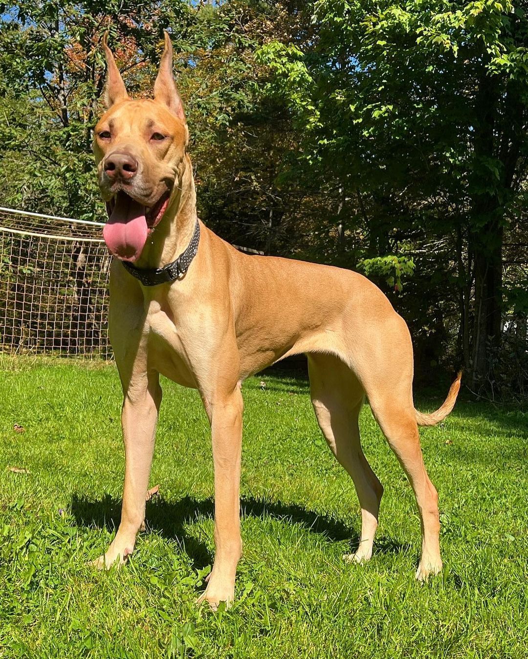 do-great-danes-shed