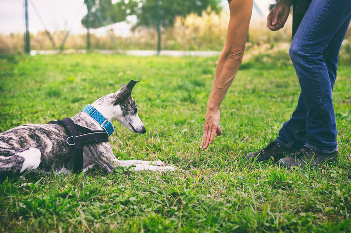 How To Teach A Dog To Lay Down