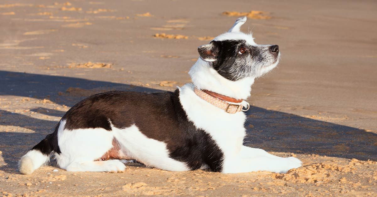 How To Teach A Dog To Lay Down