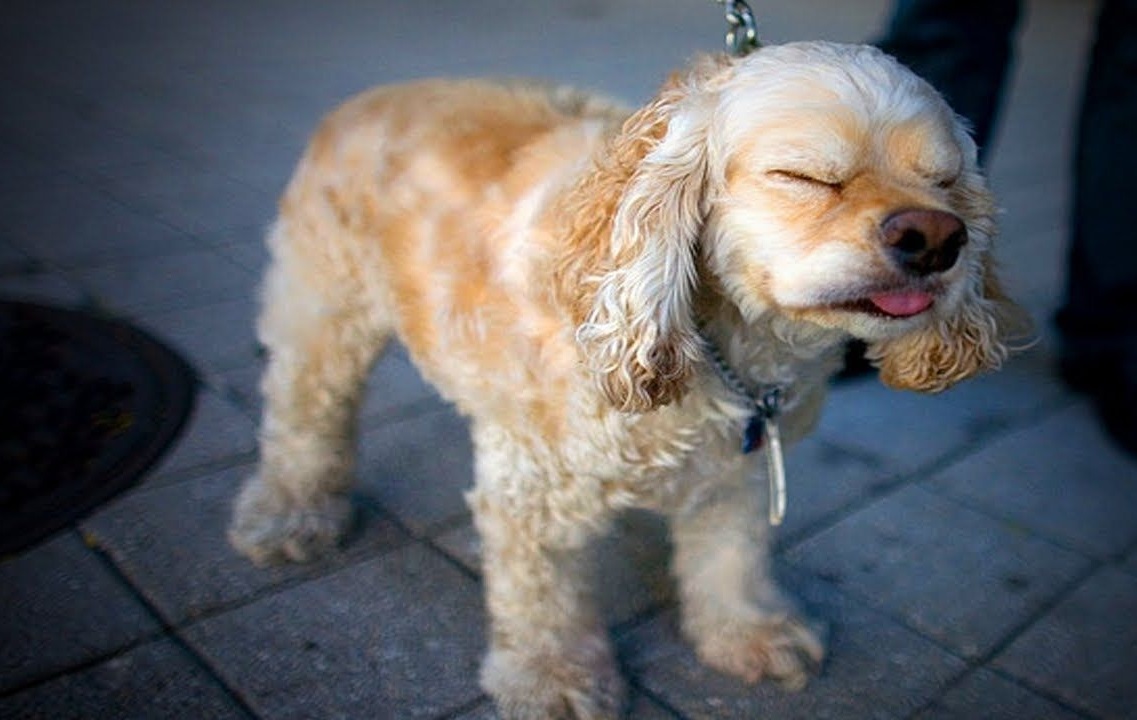 Why Do Dogs Sneeze When Playing? Examining Weird Behaviors