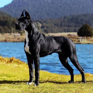 how-long-do-great-danes-live