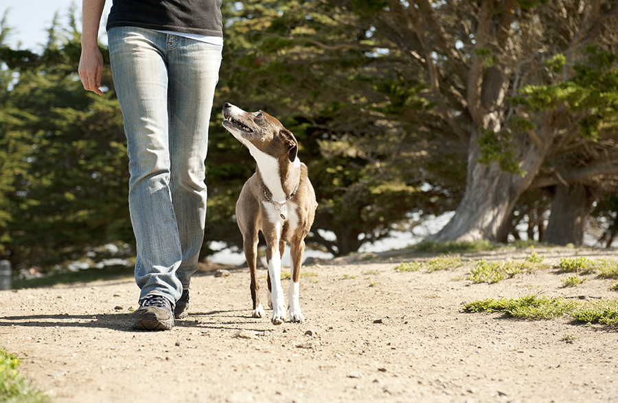 how to teach dogs to heel