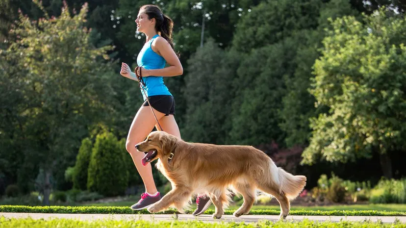 how to teach dogs to heel