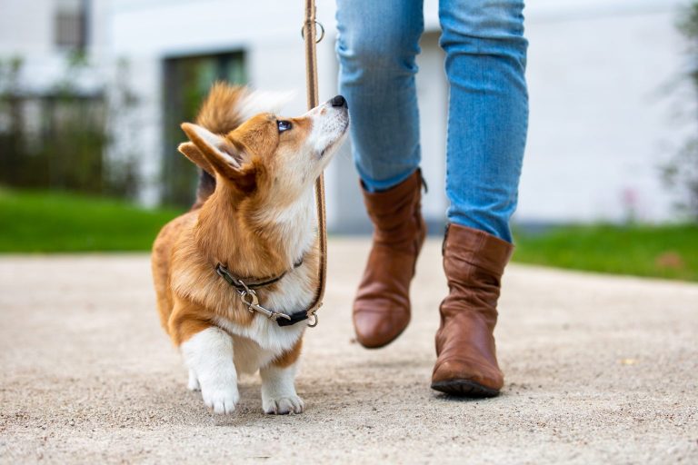 how to teach dogs to heel
