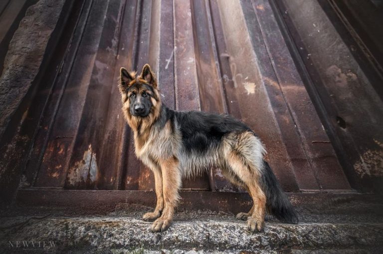 old-german-shepherd