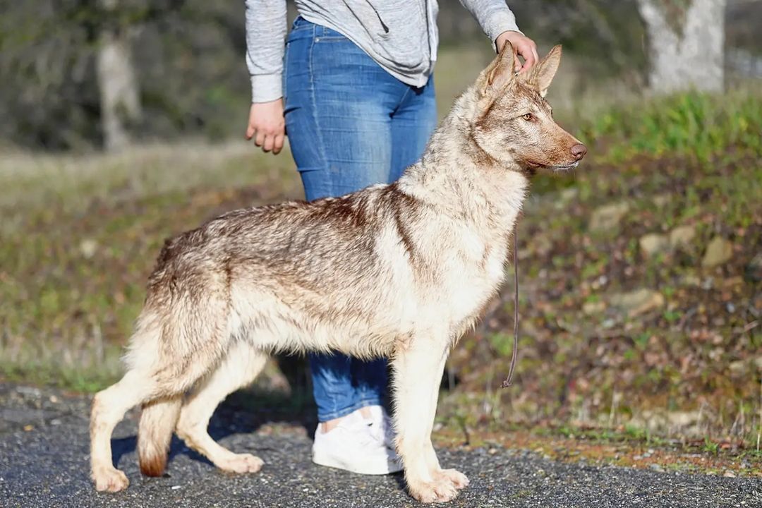 old german shepherd3