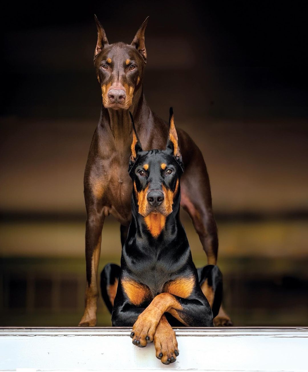 Beauceron vs Doberman1