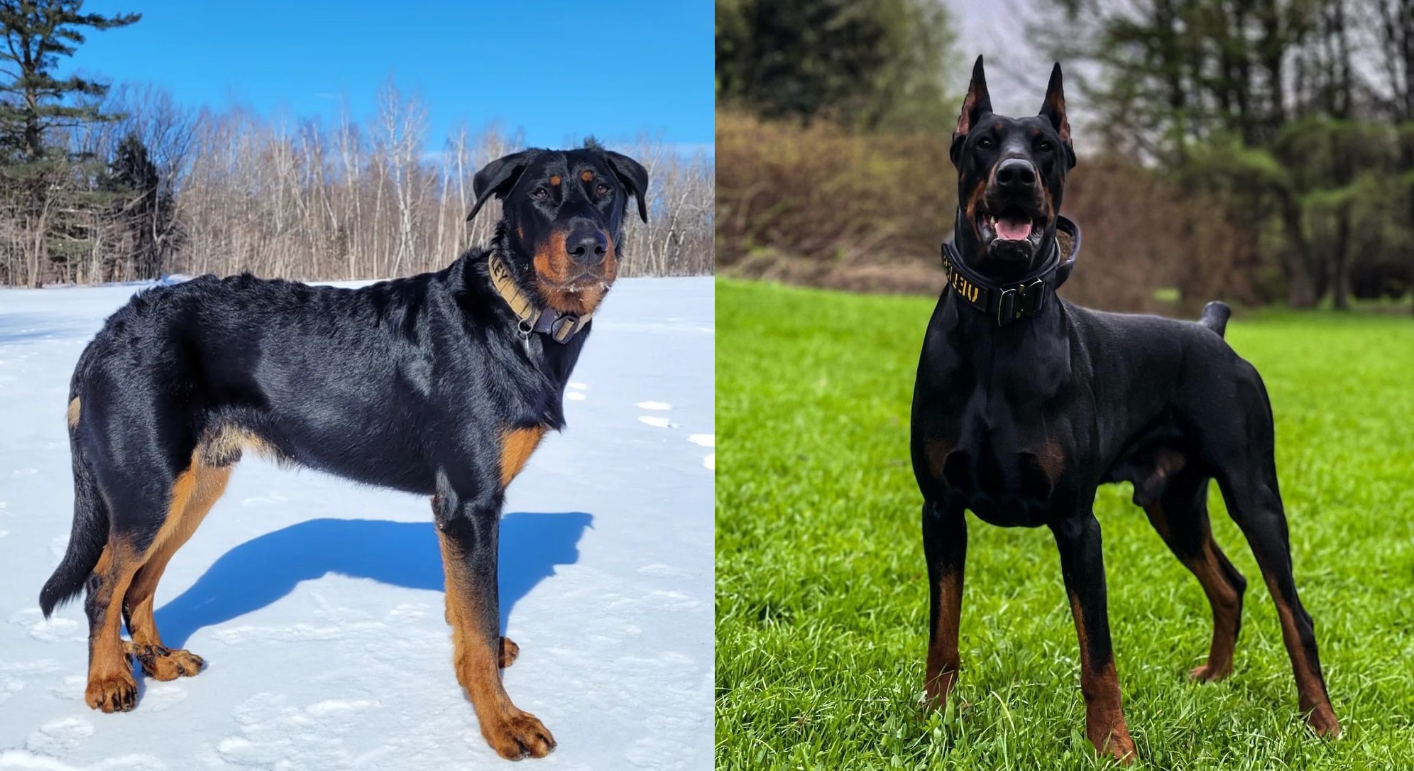 Beauceron Vs Doberman A Comprehensive Guide To Two Powerful Breeds