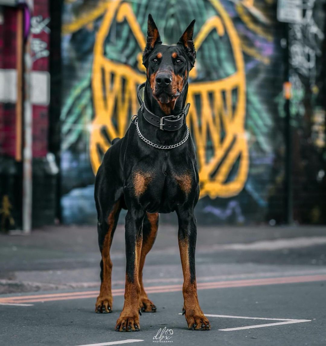 Beauceron vs Doberman8jpg e1701020479266