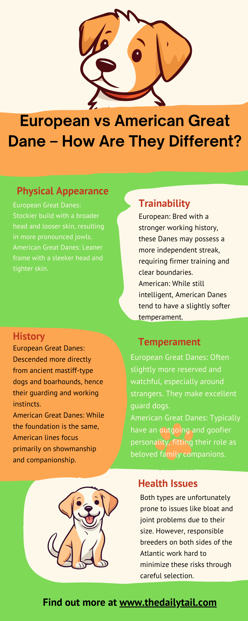 European vs American Great Dane infographic