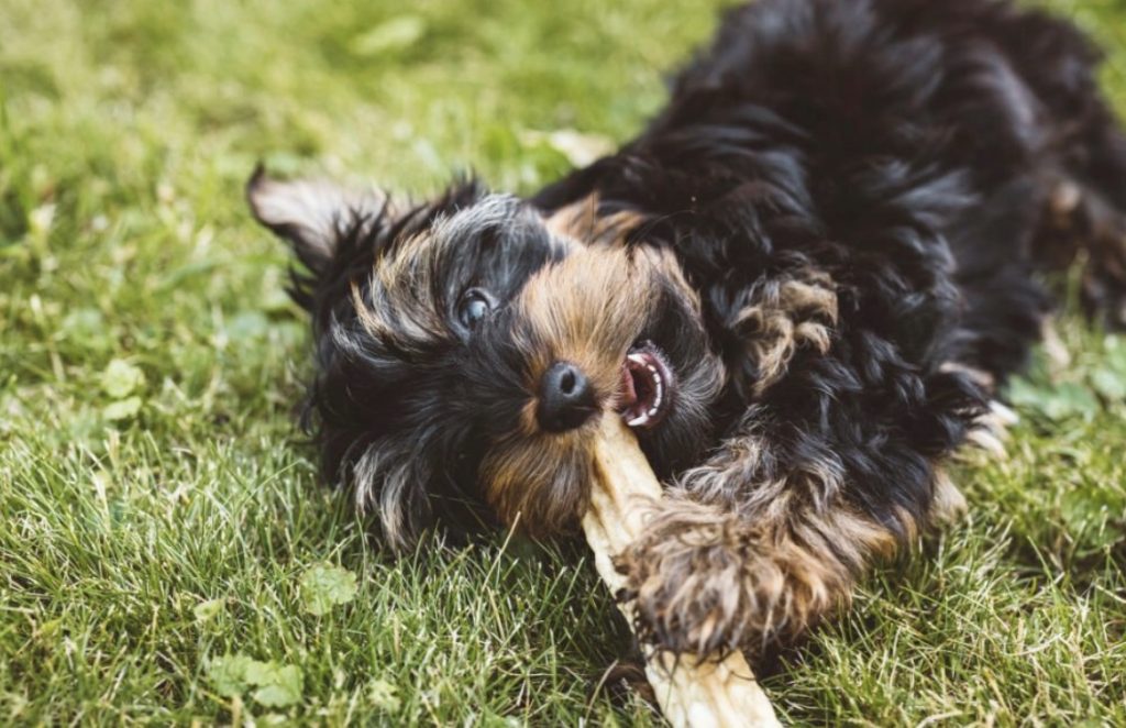 Understanding the Black Yorkie Breed- Detailed Overview 4 Screenshot 2023 11 29 at 08.38.57