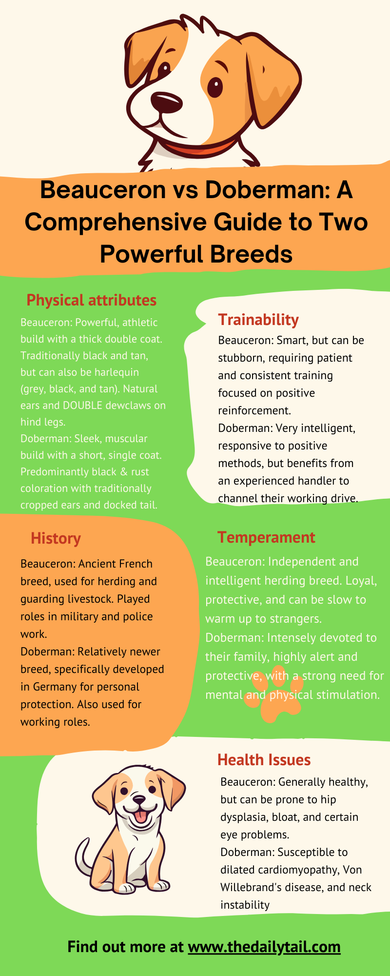 beauceron vs dobeman infographic